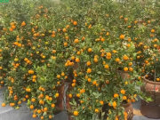 Clip Eva - Quất cảnh giá ổn định, đa dạng mẫu mã, quất mini đắt khách