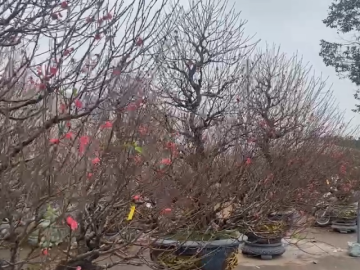 Chơi đào ngày Tết, thói quen khó bỏ của người dân miền Bắc