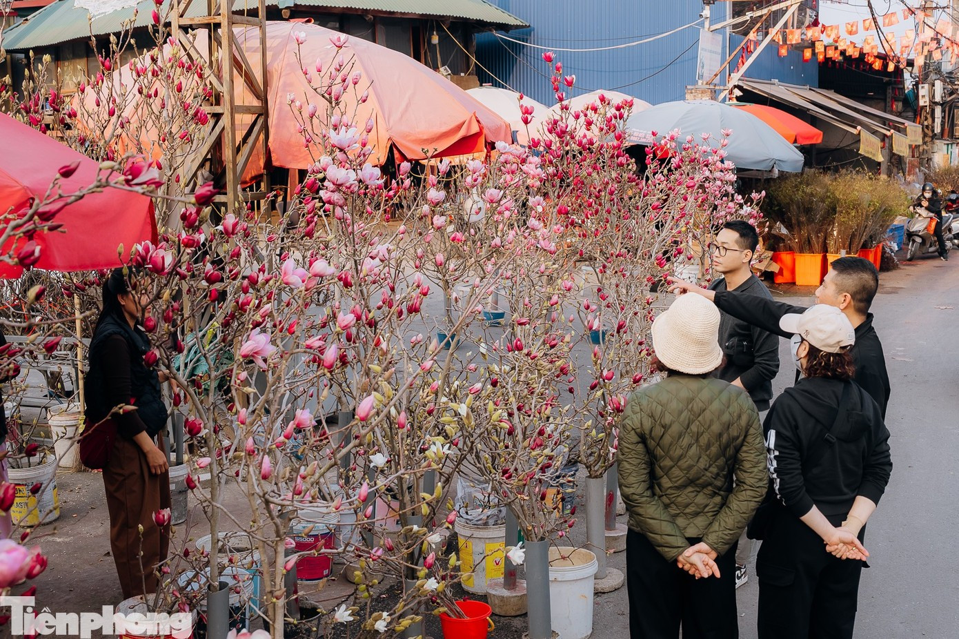 Miền Bắc tiếp tục hửng nắng, trời ấm áp trước Tết.