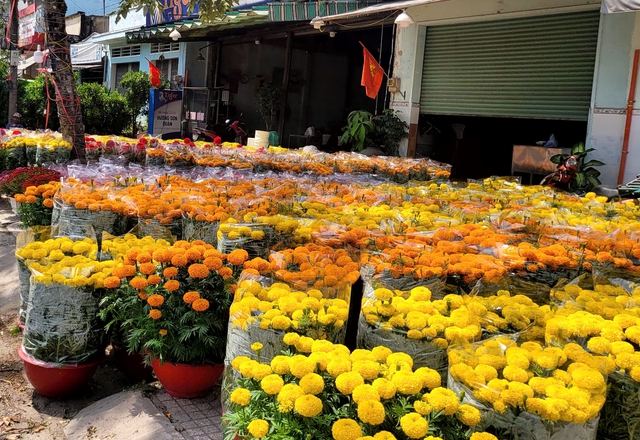 Tại Công viên 23/9 và khu vực bến Bình Đông, hàng trăm nhà vườn từ các tỉnh miền Tây, miền Trung đã đưa mai, đào, quất và nhiều loại hoa kiểng về thành phố phục vụ người dân.