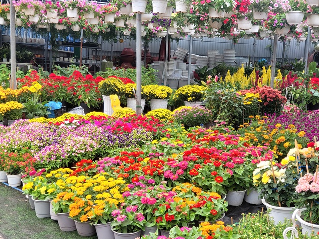 Những chậu mai cao quá đầu người được đặt trang trọng phía trước cửa hàng; những cành đào tươi thắm xếp thành hàng dài, thu hút khách.