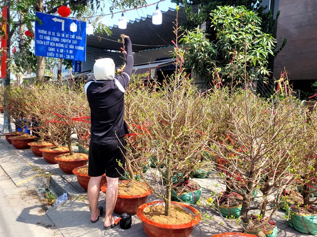 Theo ghi nhận, năm nay nguồn cung khá dồi dào, giá cả dao động tùy kích thước và thế cây. Mai chậu nhỏ có giá từ vài trăm nghìn đồng, trong khi những gốc mai lâu năm, tạo dáng đẹp có thể lên đến vài chục triệu đồng. Nhiều gia đình chọn thuê mai thay vì mua để tiết kiệm chi phí và thuận tiện chăm sóc.