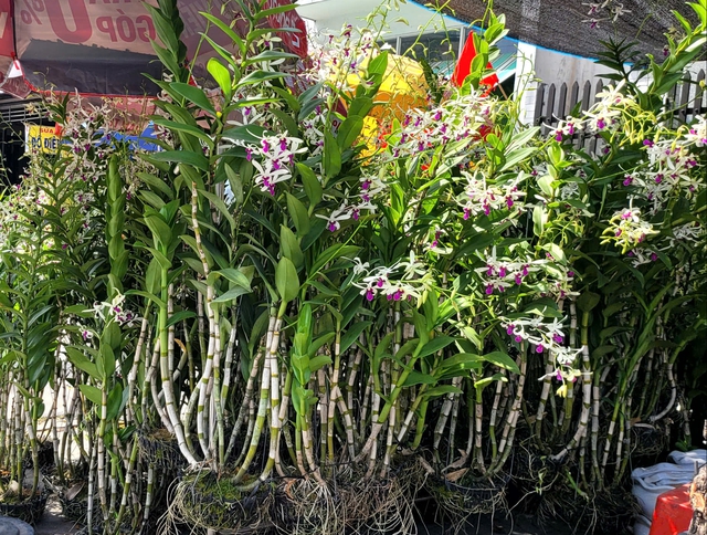 Trong khi đó, anh Trần Minh Tuấn (ngụ phường Lái Thiêu) lại ưu tiên cành đào để tạo điểm nhấn khác biệt. Anh cho biết: Tôi gốc miền Bắc nên Tết mà thiếu cành đào là thấy thiếu hẳn hương vị quê nhà. Giữa Sài Gòn mà vẫn tìm được đào đẹp, cảm giác rất đặc biệt.