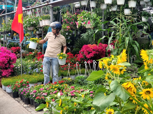 Chị Lê Thị Ngọc Anh (ngụ phường Bàn Cờ) cho biết: Nhà tôi chuộng mai vàng vì đúng không khí Tết miền Nam. Tự tay chọn được cây mai ưng ý, mang về chưng trong phòng khách thấy Tết như về sớm hơn.