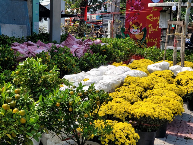 Không chỉ mai, đào, các loại hoa như cúc mâm xôi, vạn thọ, lan hồ điệp cũng được nhiều người lựa chọn để trang trí nhà cửa, cửa hàng, văn phòng.