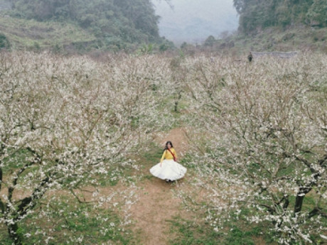 Mộc Châu khoác áo xuân: Trắng đồi mận, xanh đồi chè