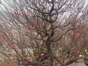 Clip Eva - Đào thông ‘cháy hàng’ dịp Tết Nguyên đán 2026