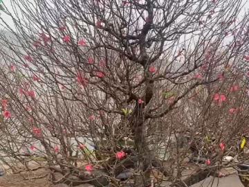 Đào thông ‘cháy hàng’ dịp Tết Nguyên đán 2026