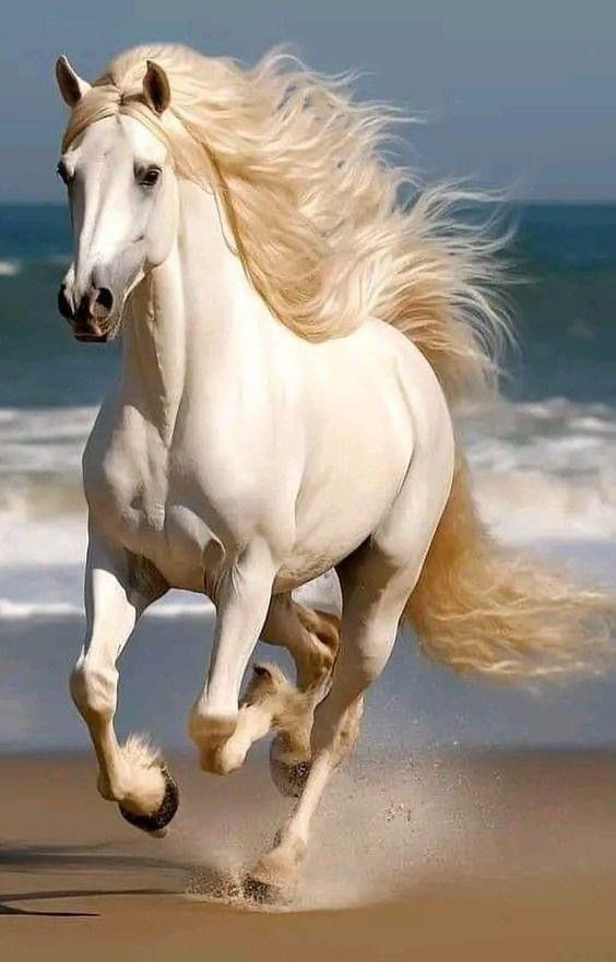 Ảnh nền may mắn nên là hình ngựa chạy về phía mình chứ không nên chạy ra xa. Ảnh: Bonnie.