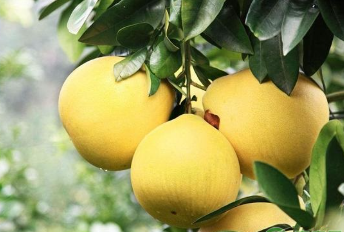 Cây bưởi với quả vàng trĩu, tượng trưng cho tài lộc và sung túc. Ảnh: Baidu