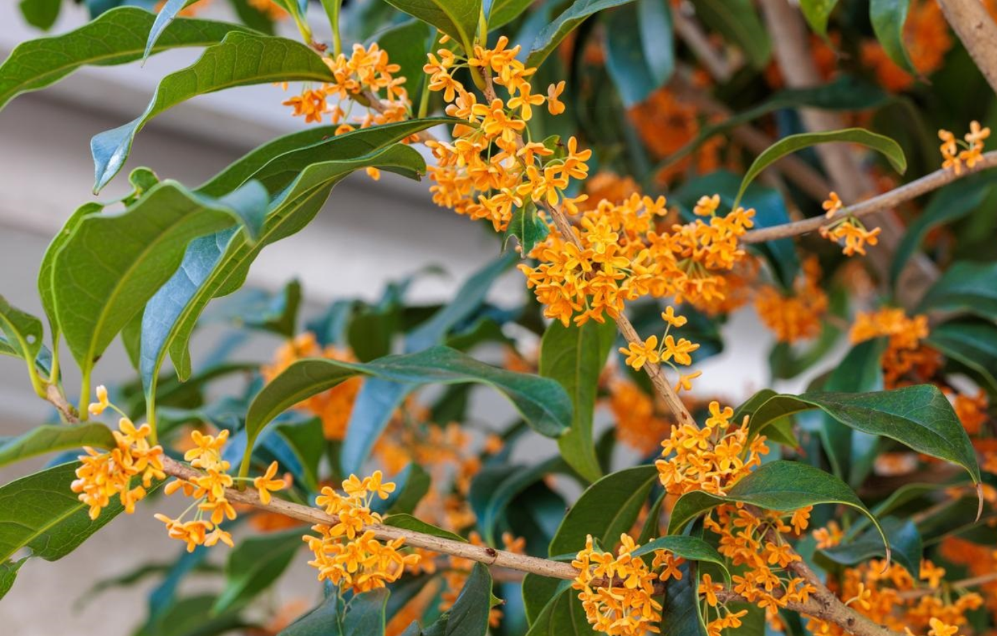 Cây mộc hương nở rộ, tỏa hương thơm dịu giúp thanh lọc không khí. Ảnh: Baidu