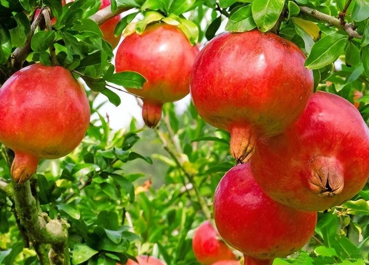 Cây lựu sai hoa, kết trái đỏ rực, biểu tượng của sự sum vầy và phúc đức. Ảnh: Baidu