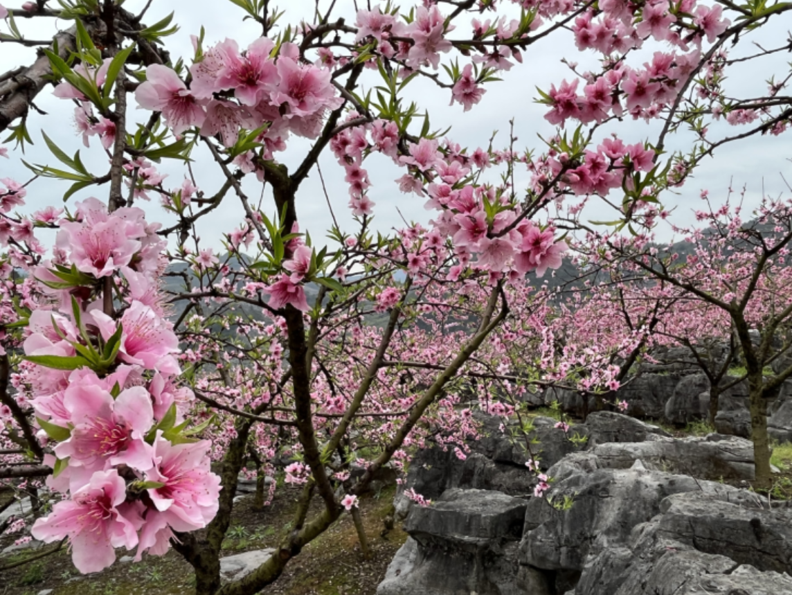 Cây đào trổ hoa hồng rực, mang vẻ đẹp của mùa xuân và lời cầu chúc bình an. Ảnh: Baidu