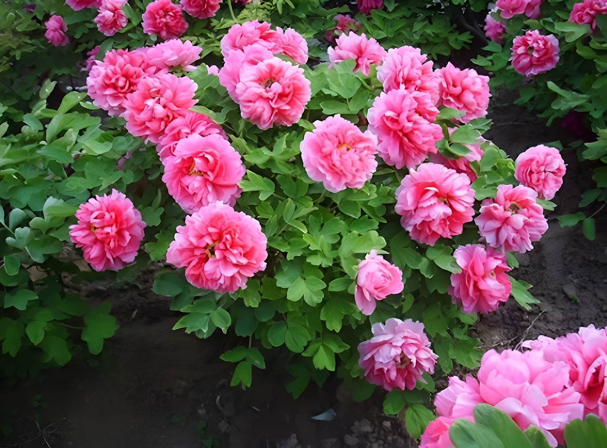  Hoa mẫu đơn nở lớn, kiêu sa trước cửa nhà - biểu tượng của phú quý và thịnh vượng. Ảnh: Baidu