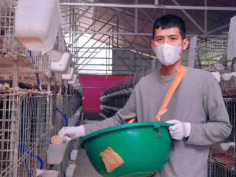 Nuôi chim to như nắm tay xuất xứ từ "kinh đô ánh sáng", đẻ cản chả kịp, một người Thái Nguyên hễ bán là hết sạch