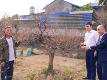 Làng đào Cam Giá "oằn mình" qua bão lũ, vẫn giữ sắc xuân mỗi độ Tết đến, Xuân về