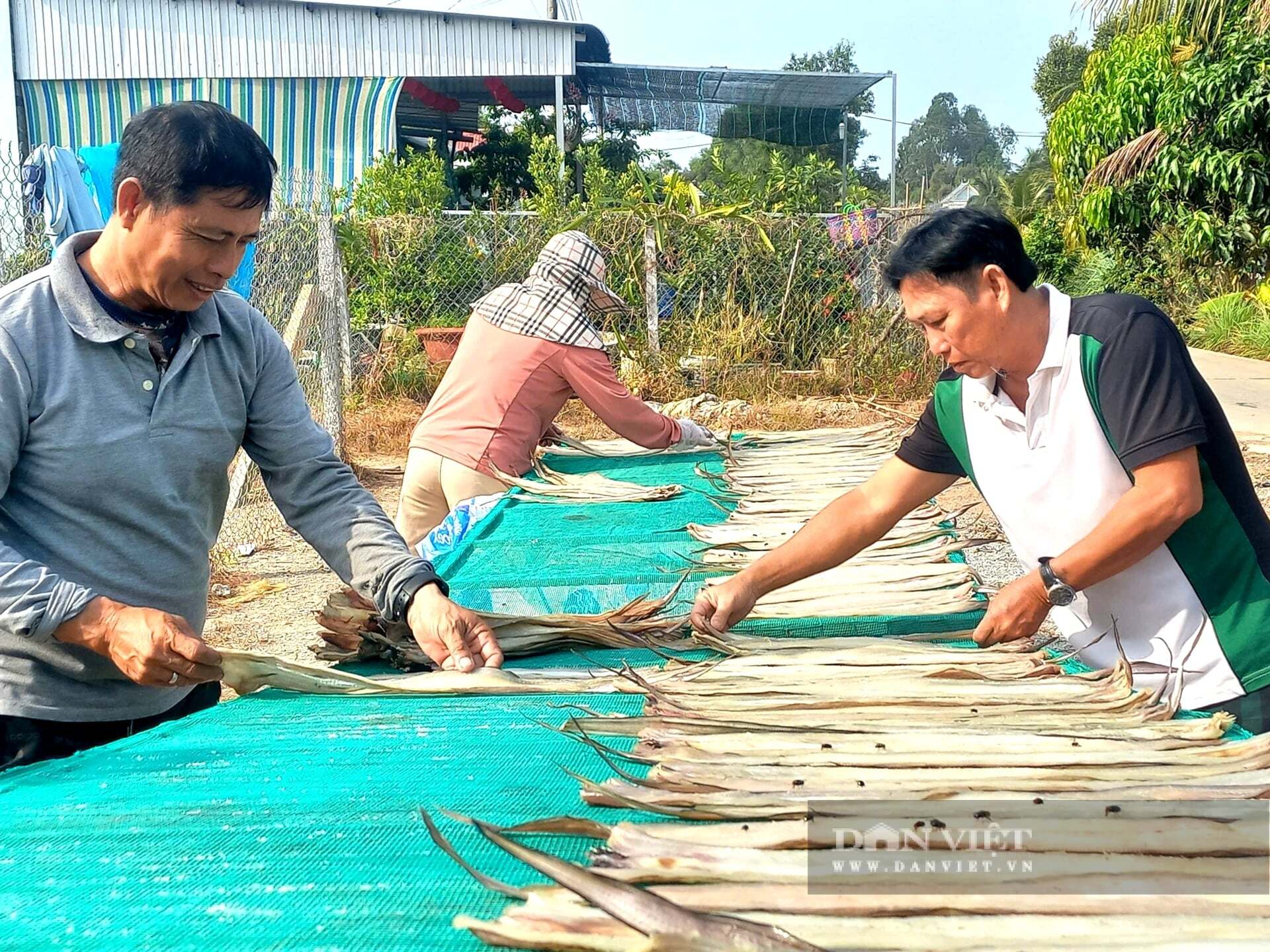 Ngư dân vào vụ làm khô cá lạc Tết. Ảnh: T.Đ