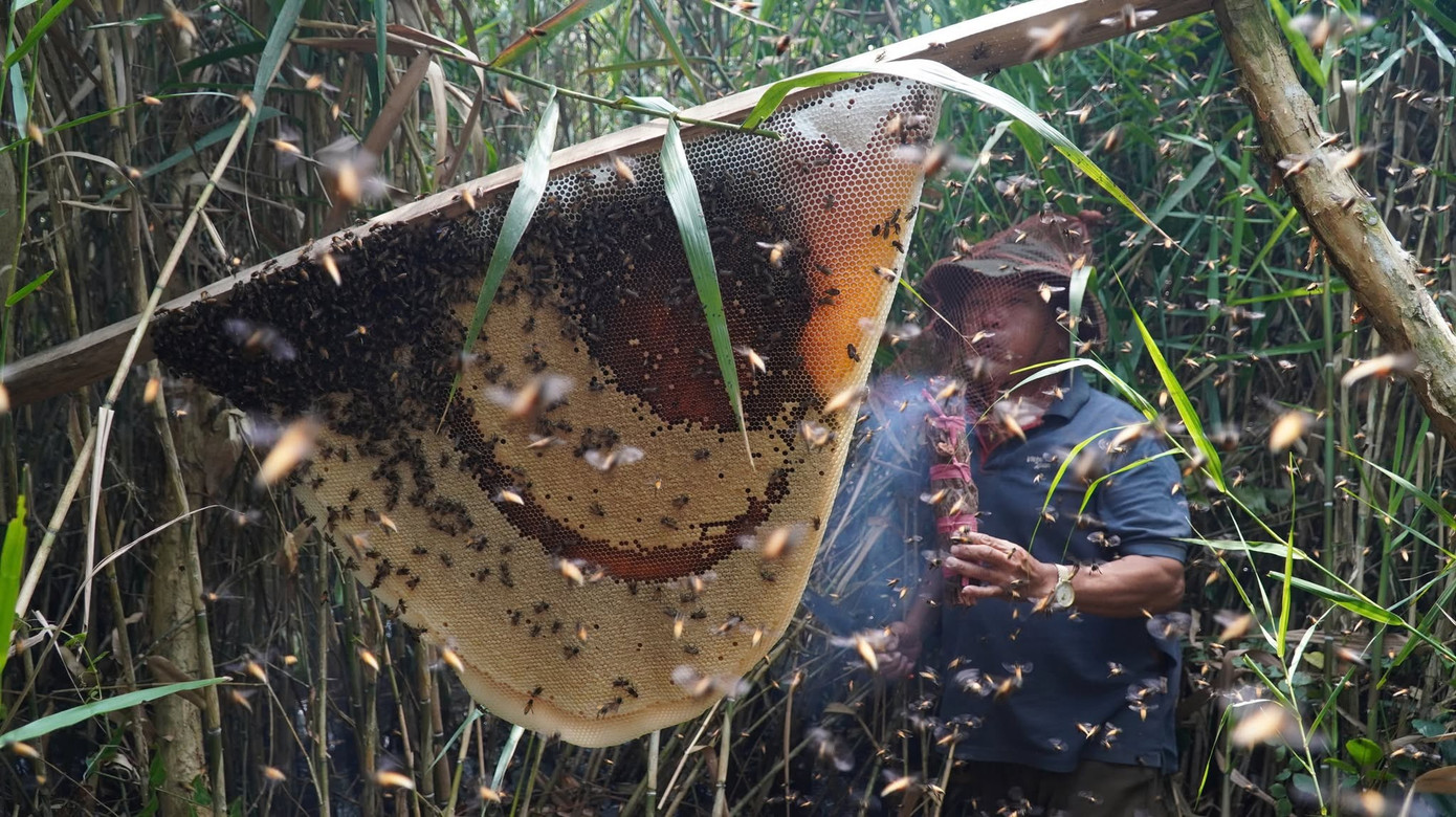 “Đàn ong bay ra ngoài để lộ phần bắp mật vàng óng ánh nên tôi chỉ cần lấy con dao nhỏ cắt mật bỏ vào thùng. Với hàng chục năm gắn bó với nghề nên chỉ cần vài phút đã lấy xong một tổ ong”, ông Bảnh chia sẻ.