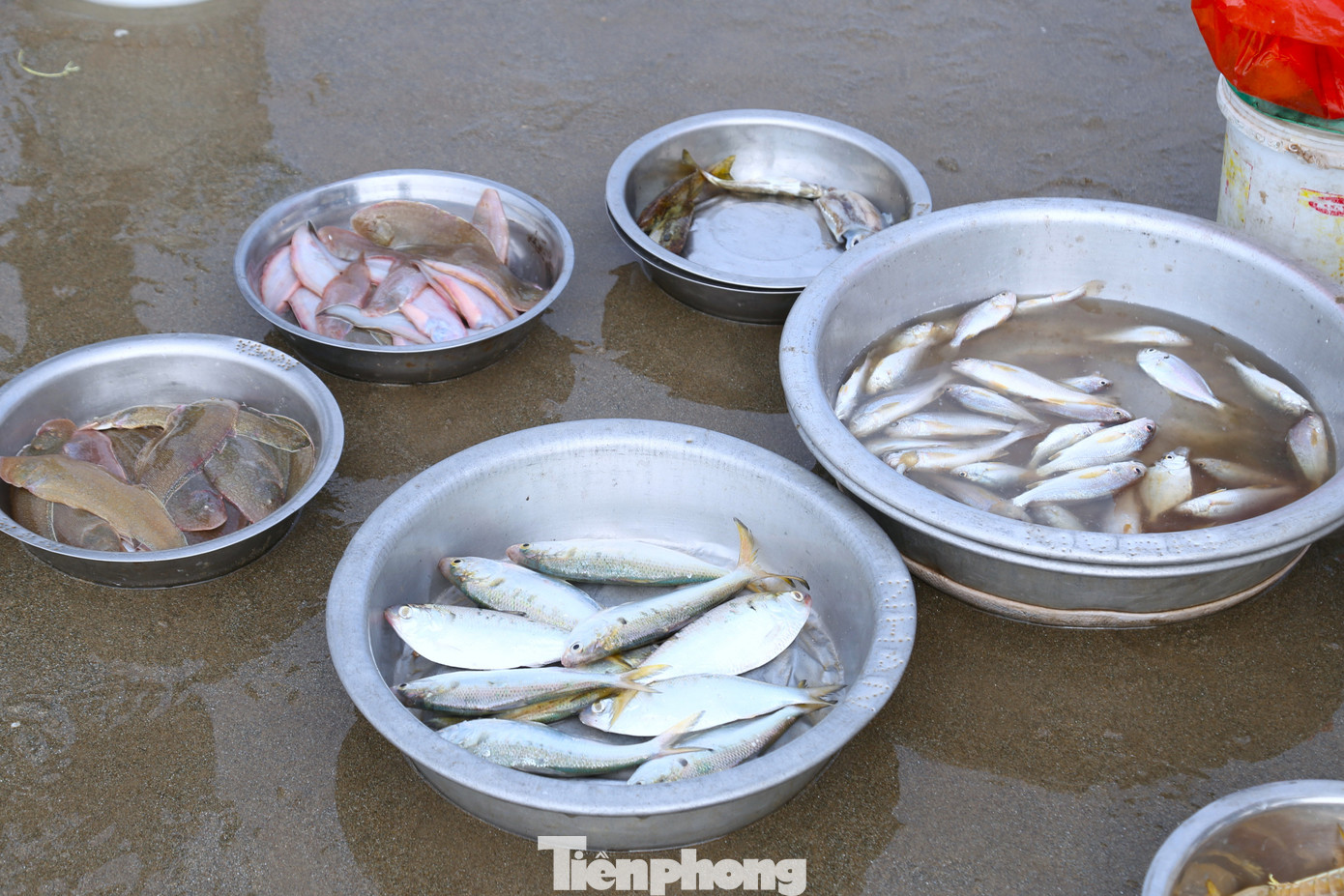 Hải sản được chia từng mớ để bán.