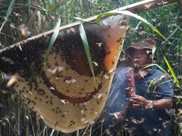 Du khách mê trải nghiệm ăn ong giữa rừng Cà Mau