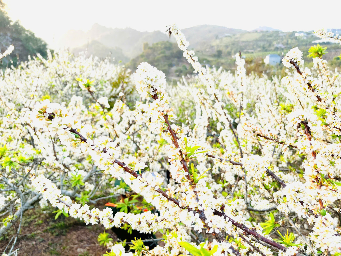 Kiếm bộn tiền nhờ dịch vụ sống ảo ăn theo mùa hoa Mộc Châu 21 Kiếm bộn tiền nhờ dịch vụ amp;#34;sống ảoamp;#34; ăn theo mùa hoa Mộc Châu - 2