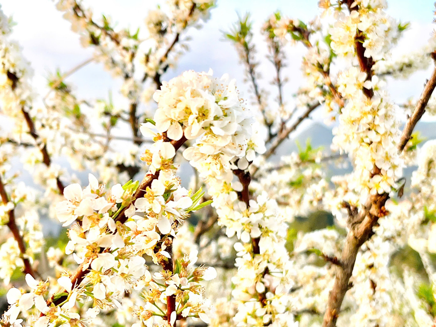 Kiếm bộn tiền nhờ dịch vụ sống ảo ăn theo mùa hoa Mộc Châu 22 Kiếm bộn tiền nhờ dịch vụ amp;#34;sống ảoamp;#34; ăn theo mùa hoa Mộc Châu - 3