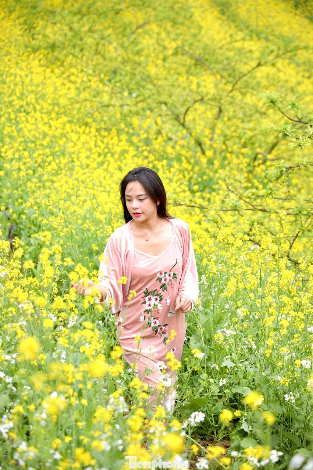 Kiếm bộn tiền nhờ dịch vụ sống ảo ăn theo mùa hoa Mộc Châu 24 Kiếm bộn tiền nhờ dịch vụ amp;#34;sống ảoamp;#34; ăn theo mùa hoa Mộc Châu - 5