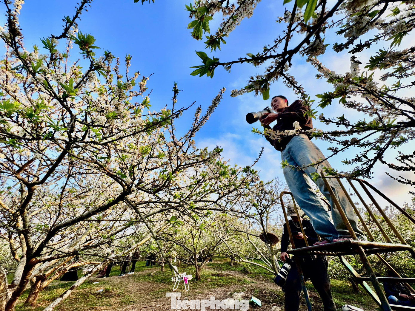 Kiếm bộn tiền nhờ dịch vụ sống ảo ăn theo mùa hoa Mộc Châu 28 Kiếm bộn tiền nhờ dịch vụ amp;#34;sống ảoamp;#34; ăn theo mùa hoa Mộc Châu - 9