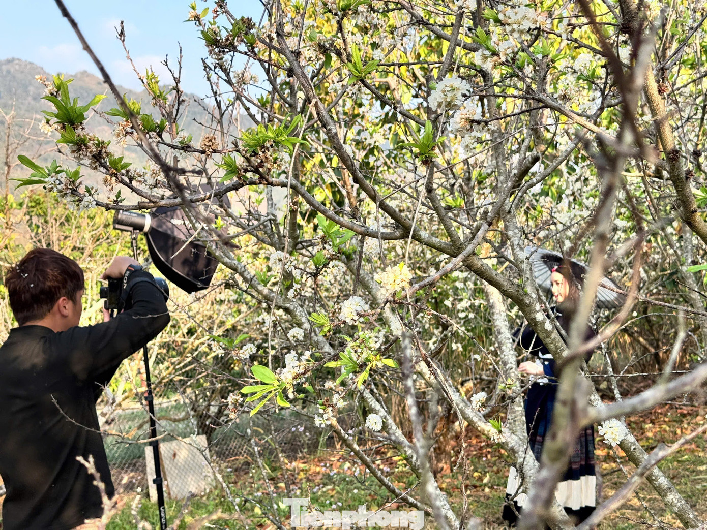 Kiếm bộn tiền nhờ dịch vụ sống ảo ăn theo mùa hoa Mộc Châu 30 Kiếm bộn tiền nhờ dịch vụ amp;#34;sống ảoamp;#34; ăn theo mùa hoa Mộc Châu - 10