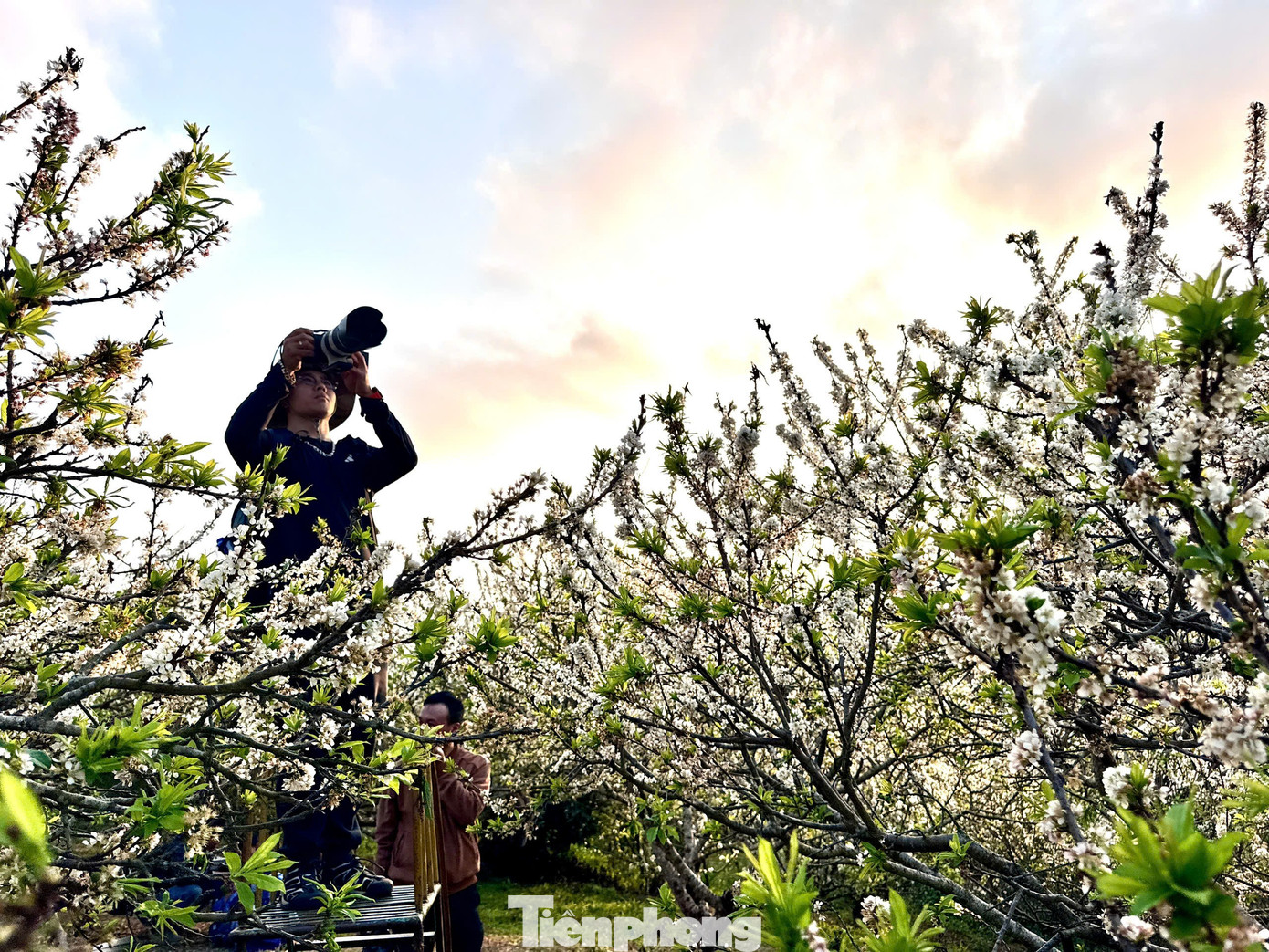 Kiếm bộn tiền nhờ dịch vụ sống ảo ăn theo mùa hoa Mộc Châu 31 Kiếm bộn tiền nhờ dịch vụ amp;#34;sống ảoamp;#34; ăn theo mùa hoa Mộc Châu - 11