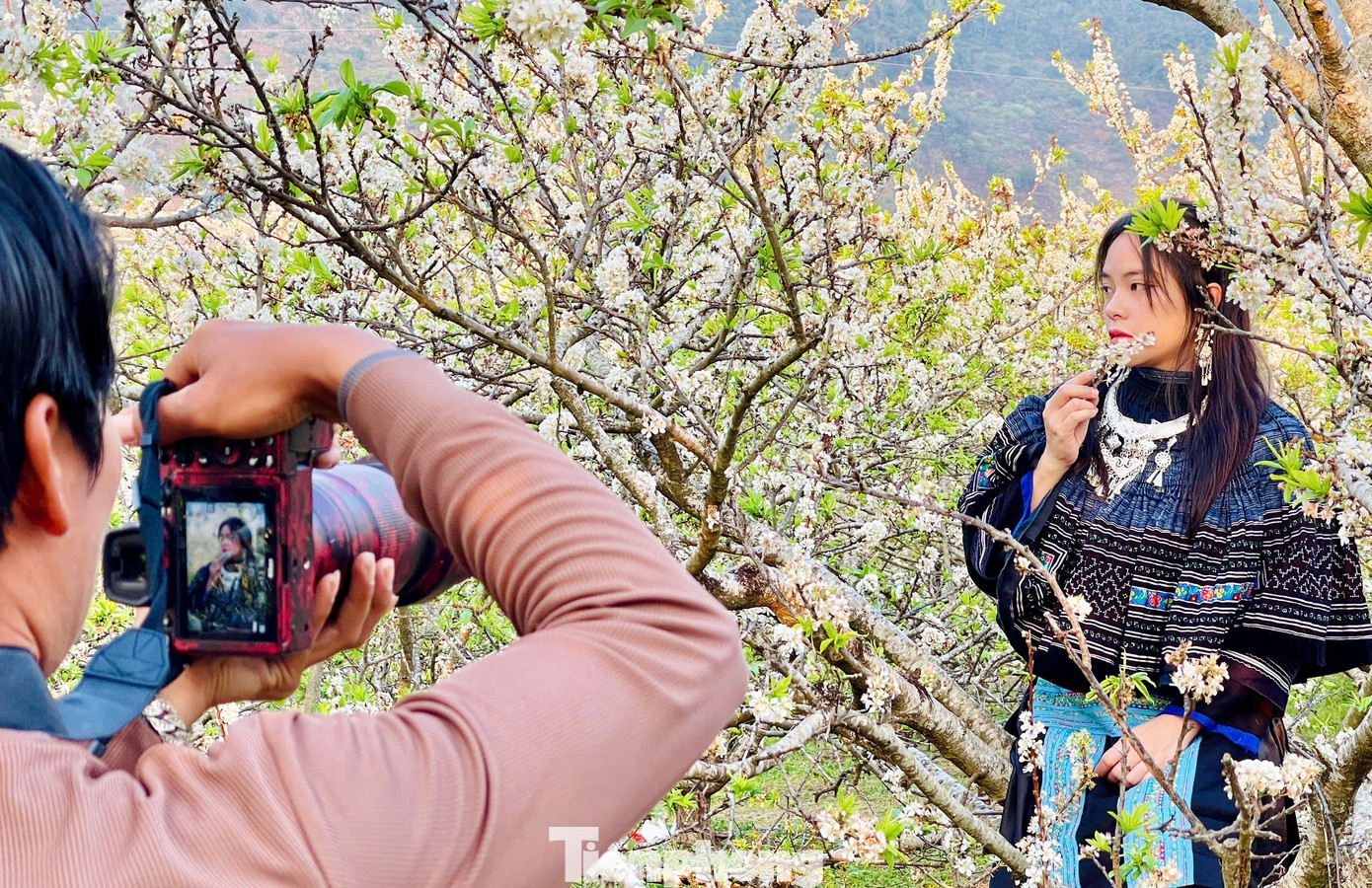 Kiếm bộn tiền nhờ dịch vụ sống ảo ăn theo mùa hoa Mộc Châu 34 Kiếm bộn tiền nhờ dịch vụ amp;#34;sống ảoamp;#34; ăn theo mùa hoa Mộc Châu - 14