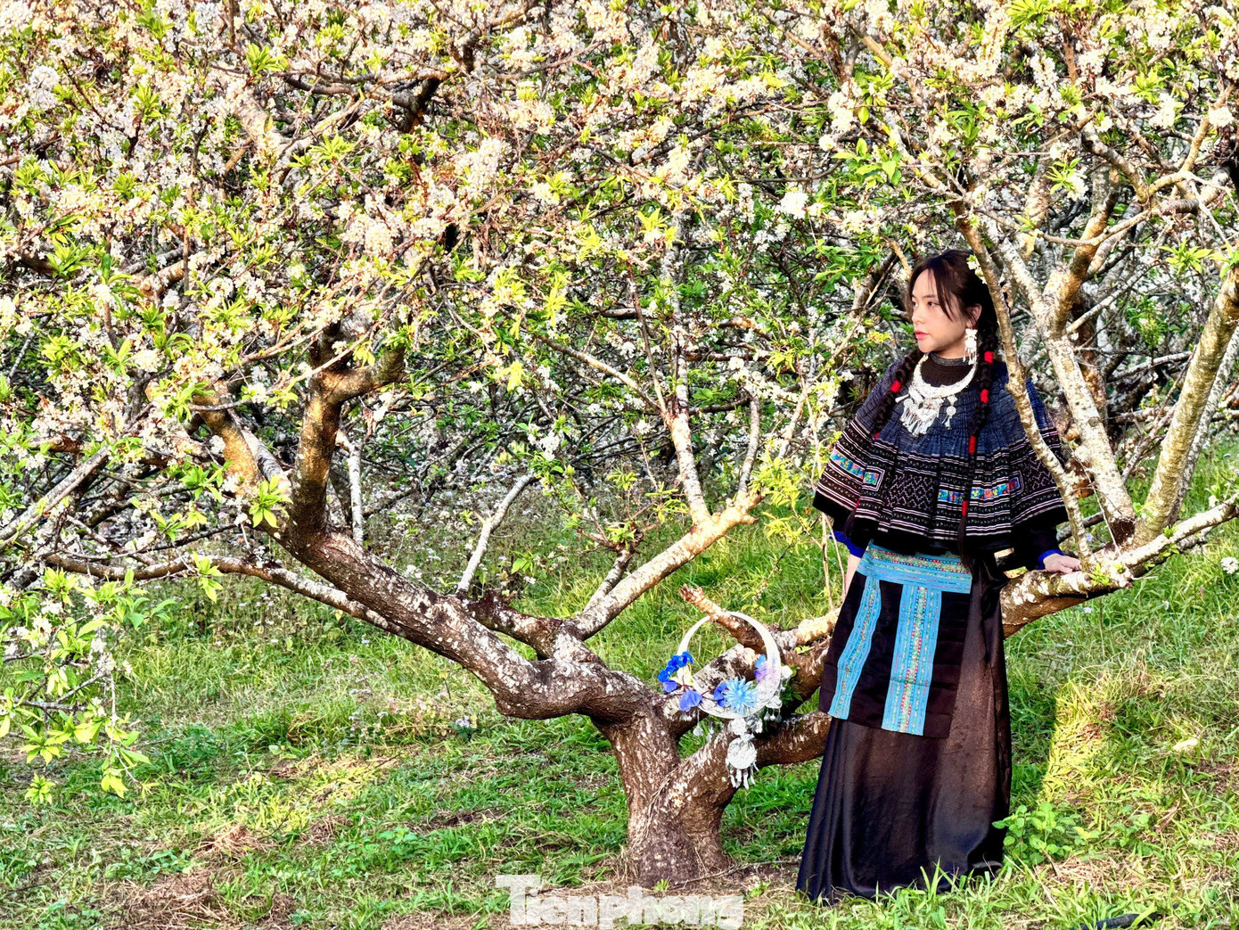 Kiếm bộn tiền nhờ dịch vụ sống ảo ăn theo mùa hoa Mộc Châu 39 Kiếm bộn tiền nhờ dịch vụ amp;#34;sống ảoamp;#34; ăn theo mùa hoa Mộc Châu - 19