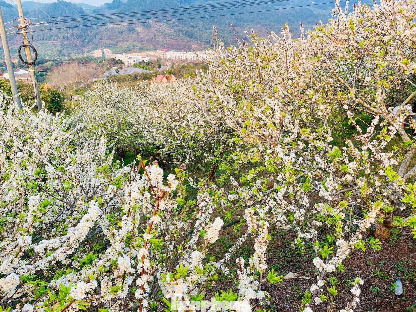 Kiếm bộn tiền nhờ dịch vụ sống ảo ăn theo mùa hoa Mộc Châu 42 Kiếm bộn tiền nhờ dịch vụ amp;#34;sống ảoamp;#34; ăn theo mùa hoa Mộc Châu - 22