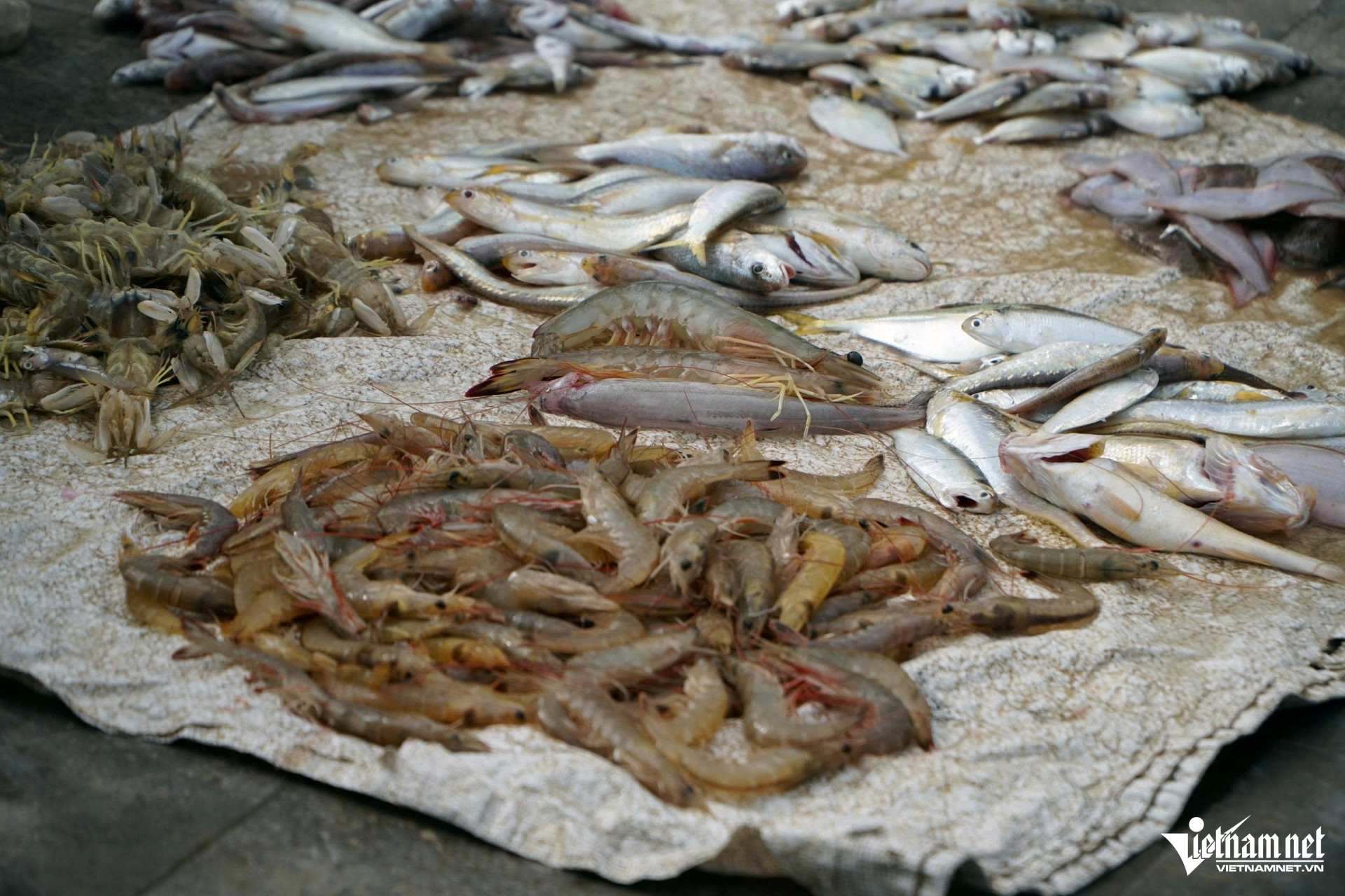 Tôm cũng có giá nửa triệu đồng/kg. Ảnh: Lê Dương