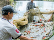 Clip Eva - Thuần phục loài “thủy quái” của sông Sêrêpốk, có con nặng tới hơn 100kg, bắt lên đến đâu khách lấy đến đó
