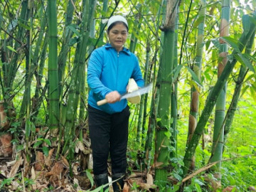 Loài cây mọc ven đồi, ven nương không ai ngó ngàng nay thành “vàng xanh” giúp người dân Lâm Thượng (Lào Cai) khấm khá