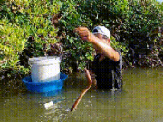 Clip Eva - VIDEO: Mò hang, cắm câu bắt “con đặc sản” ở Cà Mau