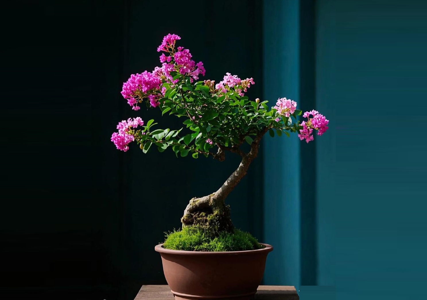 Bonsai bằng lăng với thân uốn lượn mềm mại, thích hợp trang trí vườn và không gian nội thất. Ảnh: Baidu