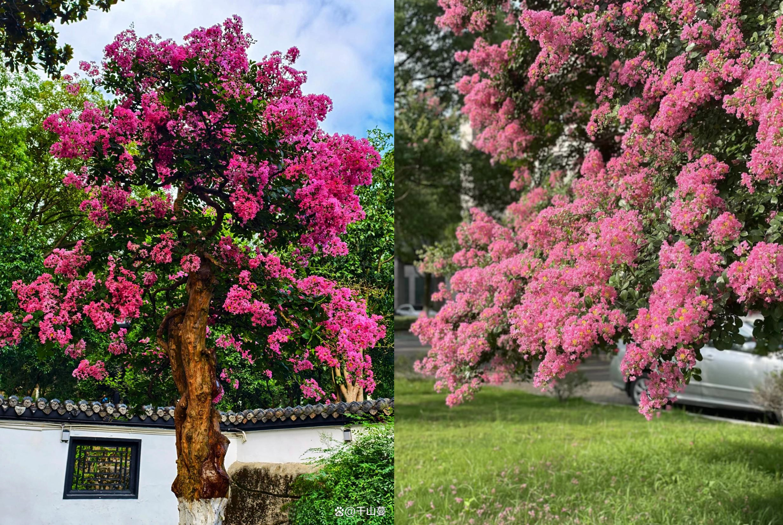 Cây bằng lăng nở hoa tím và hồng rực rỡ, biểu tượng của quyền quý, thịnh vượng và phúc lộc theo phong thủy. Ảnh: Baidu