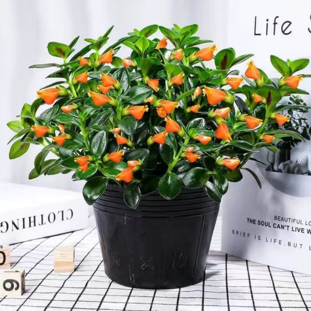 Đừng trồng trầu bà, 4 cây cảnh dây leo này đẹp mắt, dễ chăm sóc, còn kích hoạt tài lộc, thu hút may mắn - 8