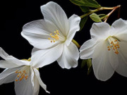 Bà bầu - 3 khung giờ sinh Âm lịch báo hiệu cuộc đời khổ trước sướng sau, trung niên sung túc