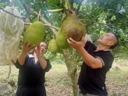 Clip Eva - Trồng "lung tung" mít với đủ thứ quả như cam, bưởi, ổi,... nông dân xã Phù Yên, Sơn La thu đều tay vài trăm triệu/năm