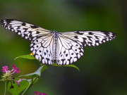 Eva tám - 3 tháng Âm lịch sinh ra người phụ nữ mang tài lộc, phúc khí về cho gia đình