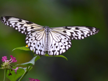 Eva tám - 3 tháng Âm lịch sinh ra người phụ nữ mang tài lộc, phúc khí về cho gia đình