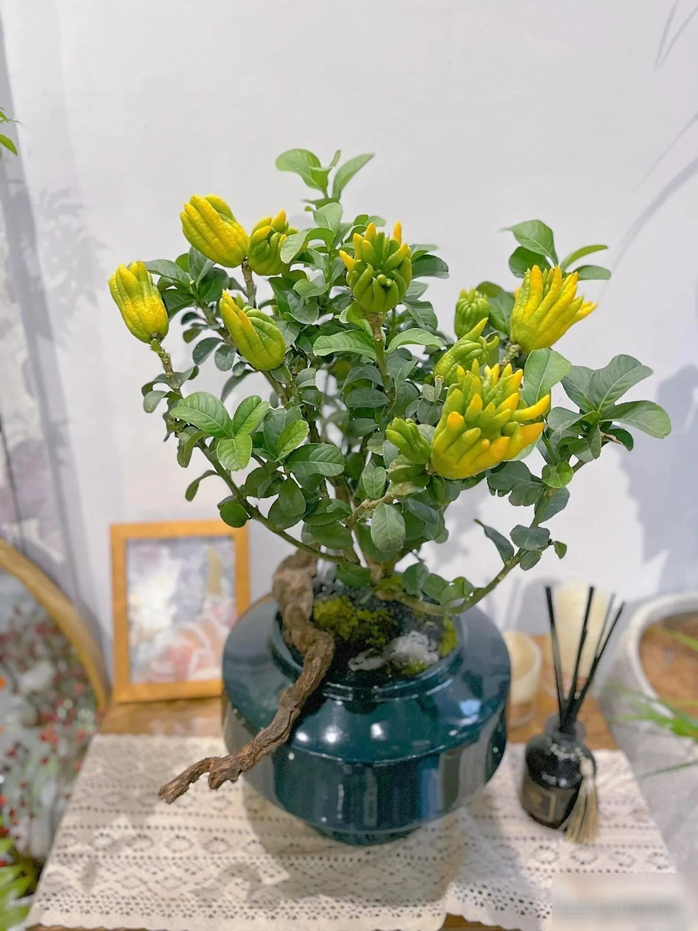 Cây cảnh mang ý nghĩa tốt lành, tượng trưng cho sự trường thọ, bình an, thịnh vượng và giàu có.