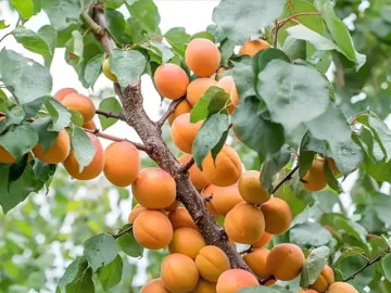 4 loại cây người xưa thường tránh trồng sát nhà