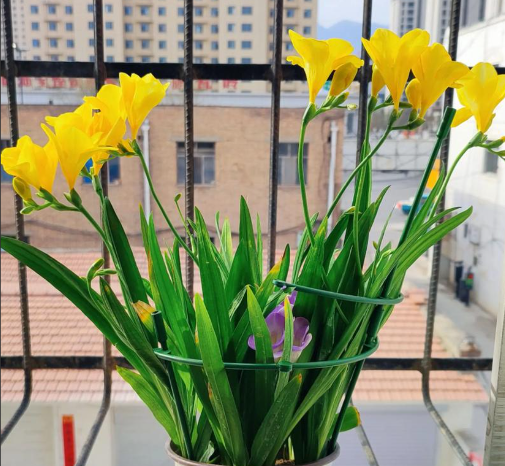 Một khóm Freesia nhỏ đặt nơi cửa sổ hay bàn sinh hoạt chung, góp phần cân bằng năng lượng không gian theo tinh thần phong thủy mềm, nhẹ nhàng mà bền lâu. Ảnh: Baidu