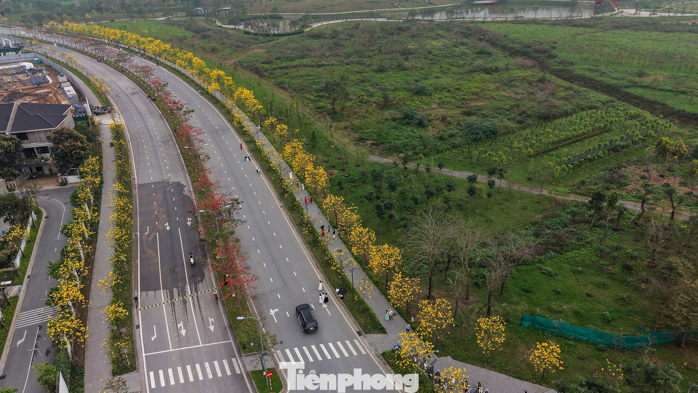 Những ngày cuối tháng 2, phong linh vào độ nở rộ. Cây gần như rụng hết lá, chỉ còn lại các chùm hoa vàng ken dày trên cành. Từ xa, cả đoạn đường nổi bật như được phủ một lớp ánh vàng dưới nắng.