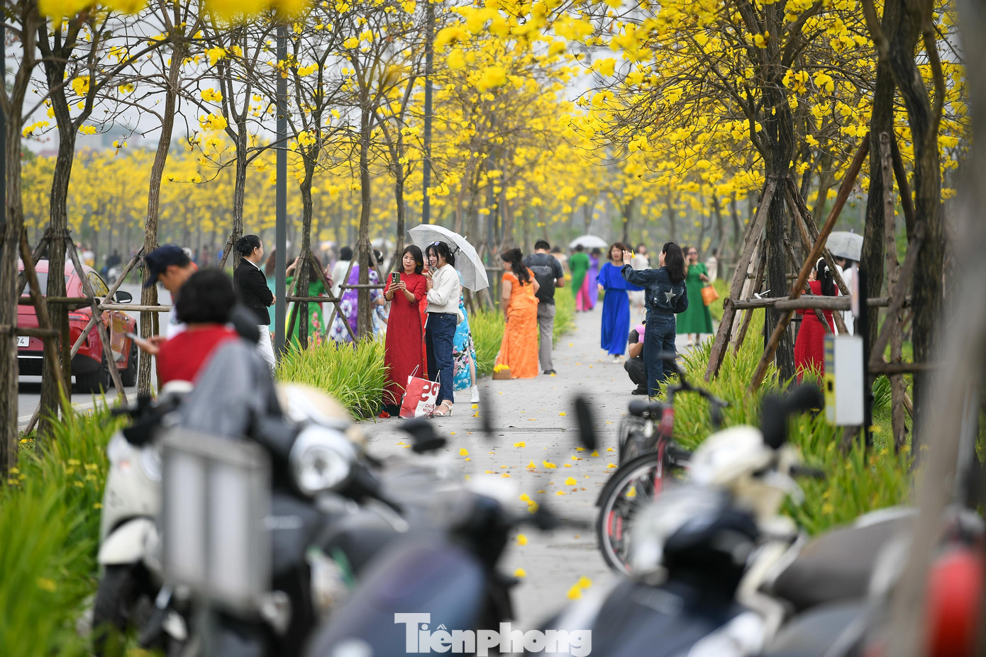 Đổ xô check-in đường hoa phong linh rực rỡ nhất Thủ đô - 8