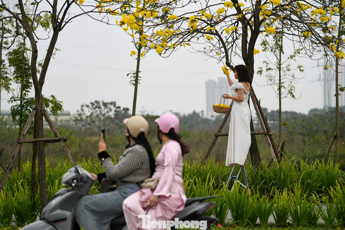 Đổ xô check-in đường hoa phong linh rực rỡ nhất Thủ đô - 10